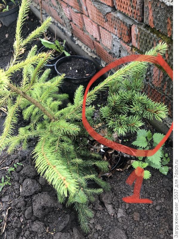 Ель лаки страйк