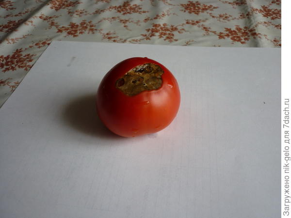 Больной помидор
