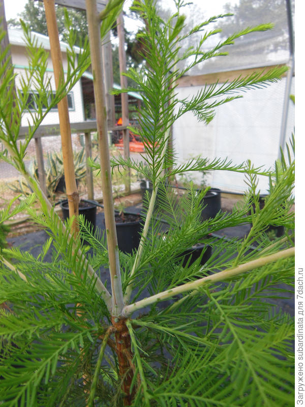 Taxodiomeria