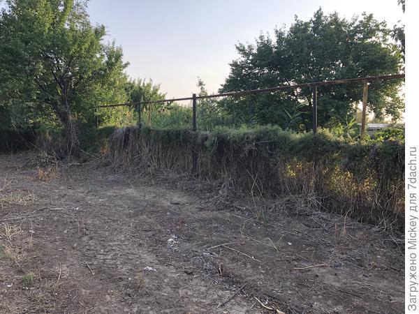 Соседский забор с западной стороны заросший бузиной. Камыш на соседнем участке.