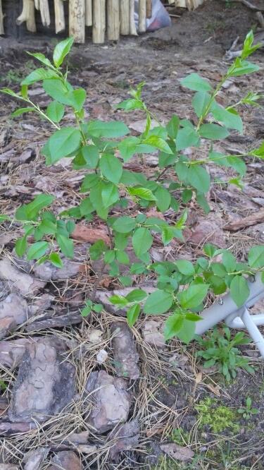 то же деревце. Может черемуха?