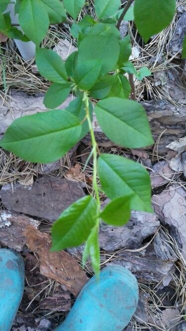 проросло неизвестное деревце