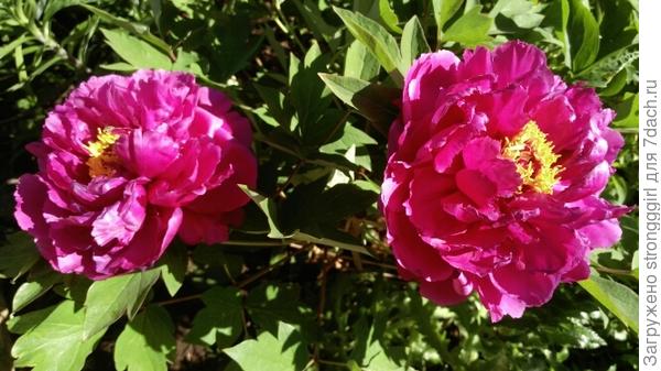 фото пиона 2