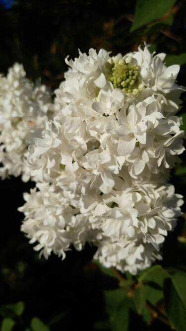 фото сирени 2