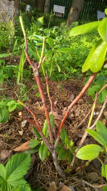 ветки без ростков