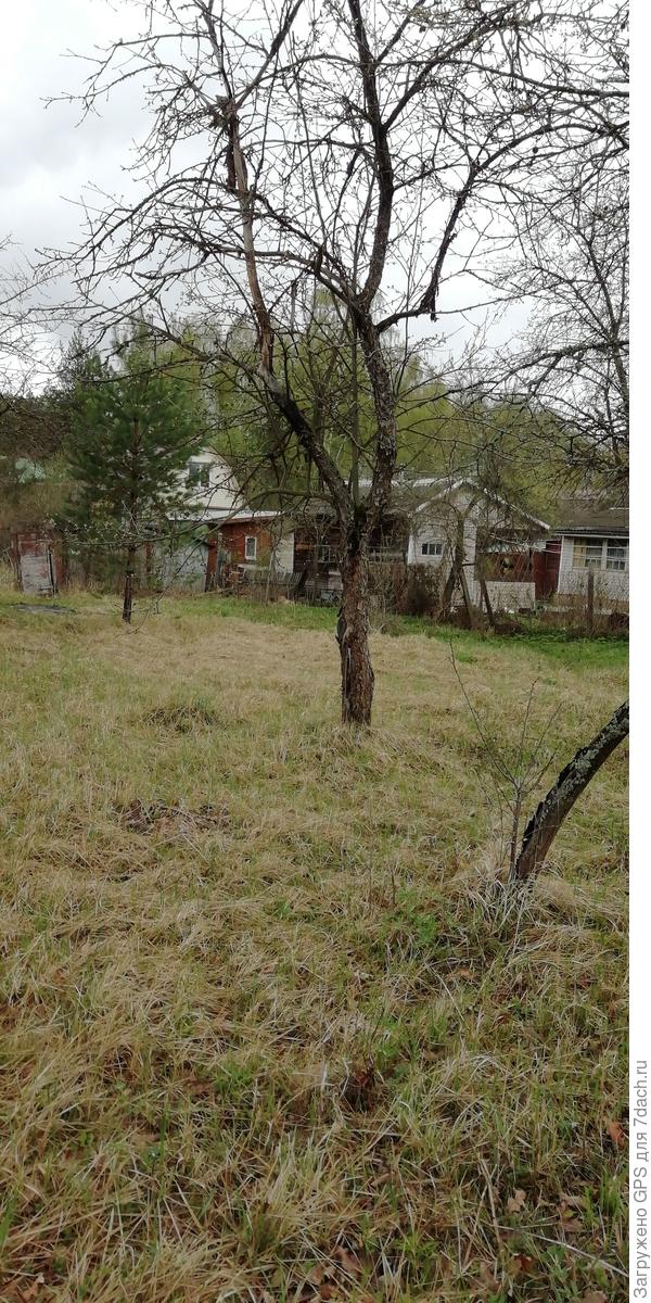 Деревья погибли