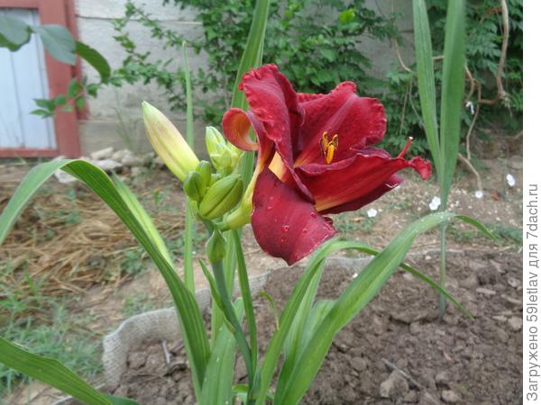 Красивый цветок, но не знаю названия.