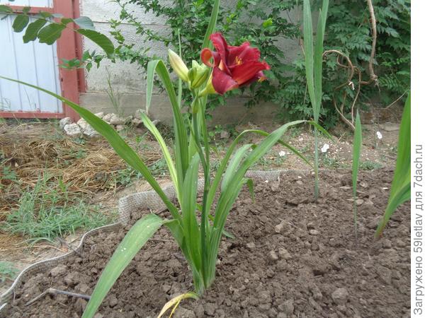 Восточный Крым,  цветок куплен на рынке