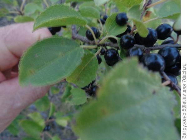 ягоды похожи на черноплодную рябину
