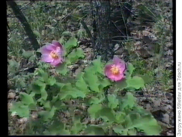 на фото цветок, обнаруженный на Карадаге