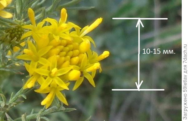 один цветочек из соцветия