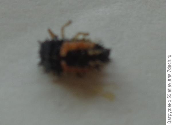 на гладиолусах, другой ракурс, (неудачный снимок)