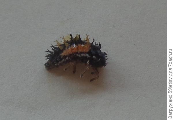 вредитель на гладиолусах