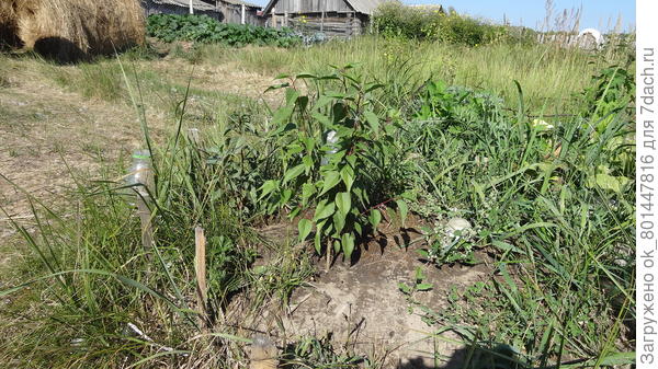 Абрикос Серафим посаженный на холм.