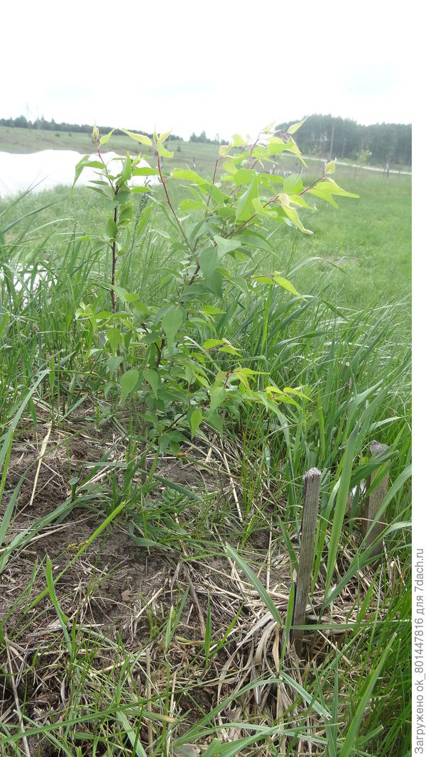 Рассаженный на постоянное место весной абрикос со школки.