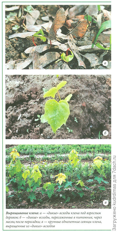 фото из книги А. Ю. Ярошенко. &quot;Как вырастить лес&quot;. Методическое пособие.