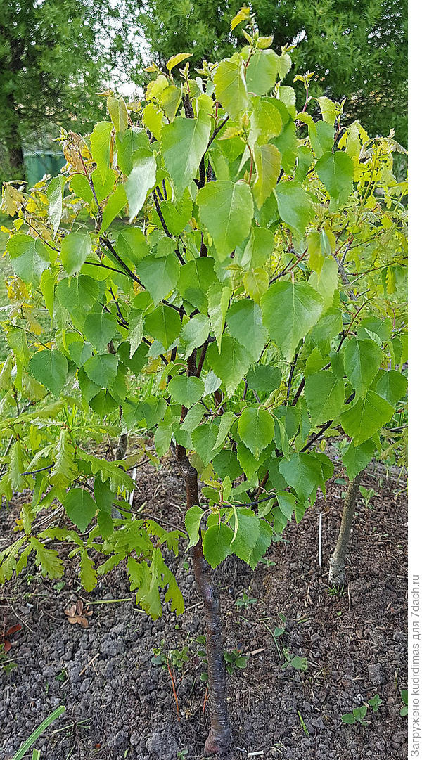 30 мая 2020 г. Берёза повислая. Она же берёза бородавчатая (лат. Betula verrucósa), берёза плакучая, берёза повисшая.