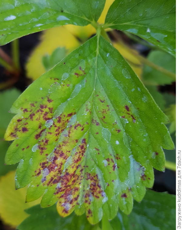 Верхняя сторона листа