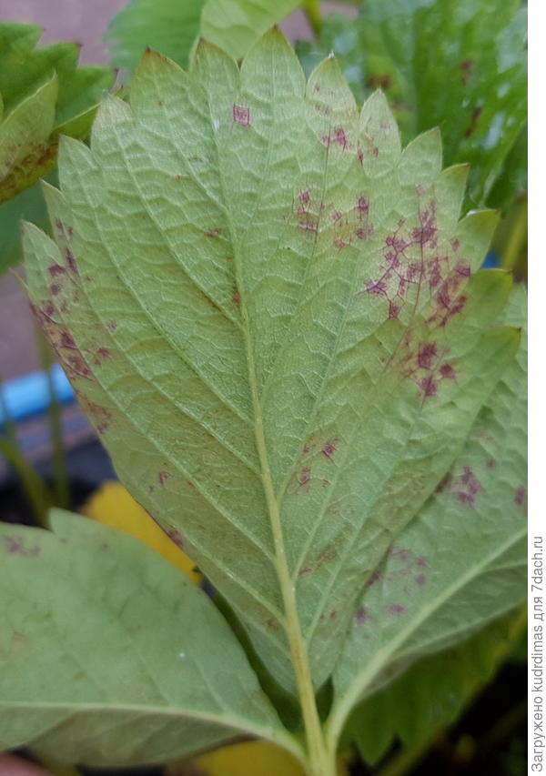 Нижняя поверхность листа