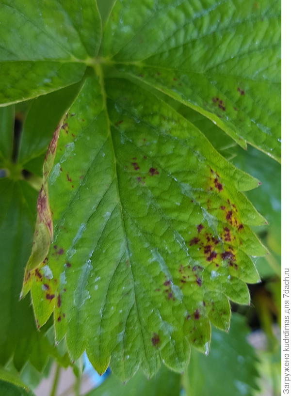 Верхняя сторона листа