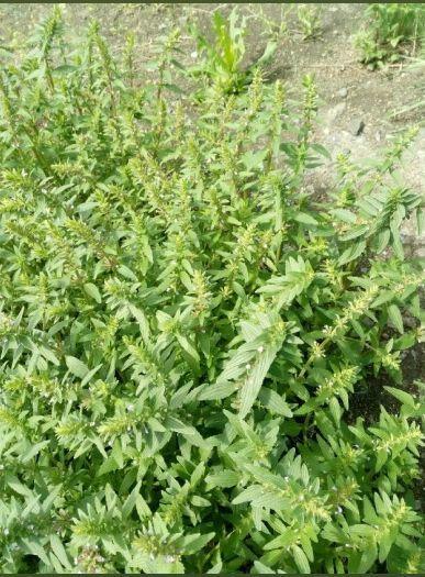 Есть еще фото, но тут совсем не видно цветочков, так как они очень мелкие.