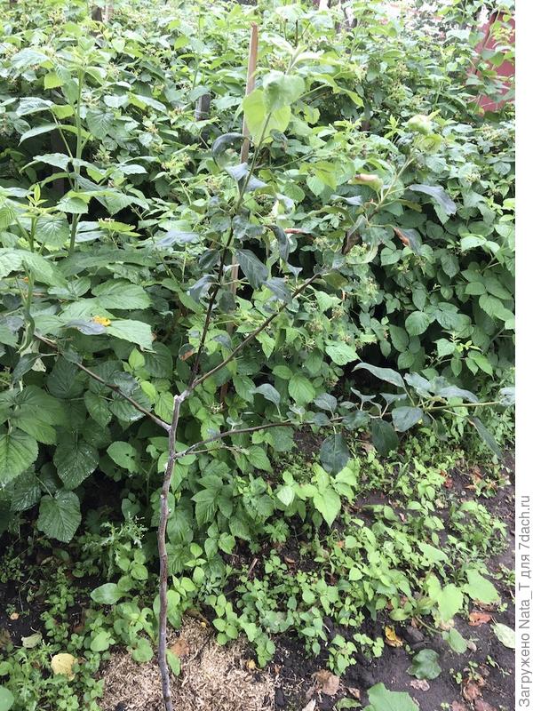 1ый молодой саженец