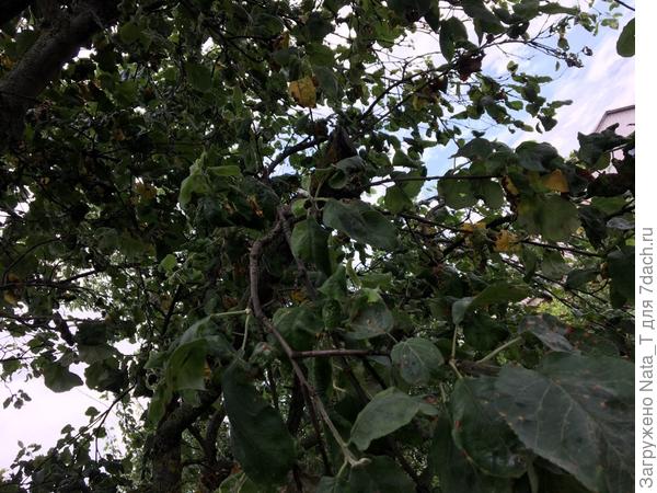 еще одно фото взрослой яблони 3 ракурс