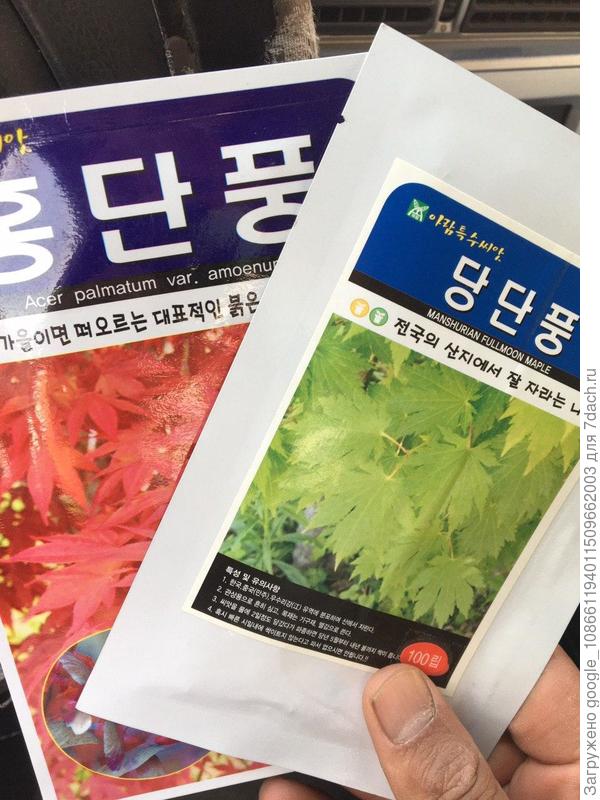 семена клена