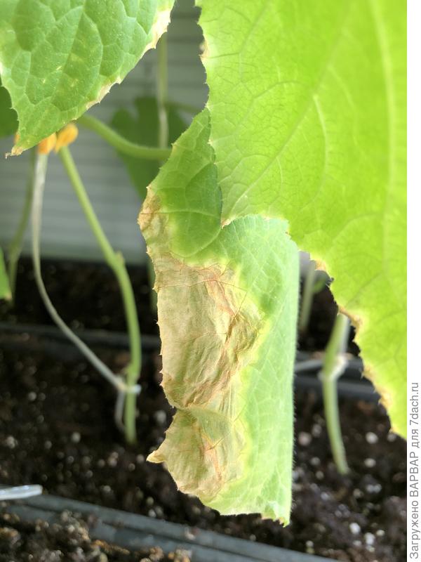 Так листья нижние начинают подсыхать