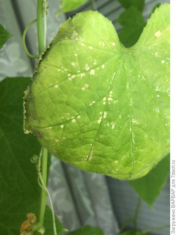 Такого не было