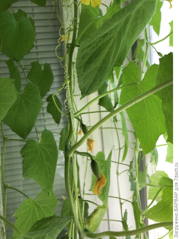 Это так, для общей картины