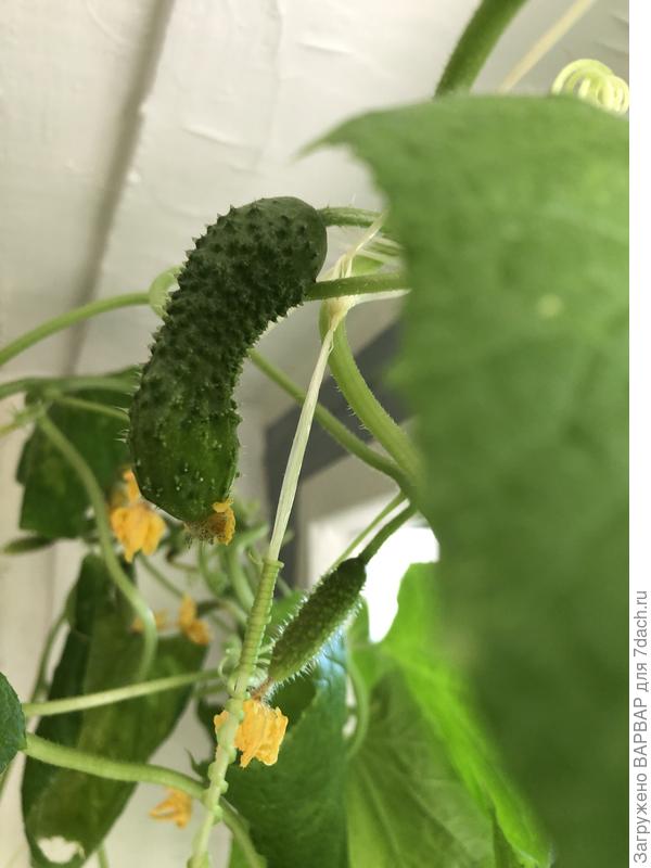 Здесь явно что то не то?