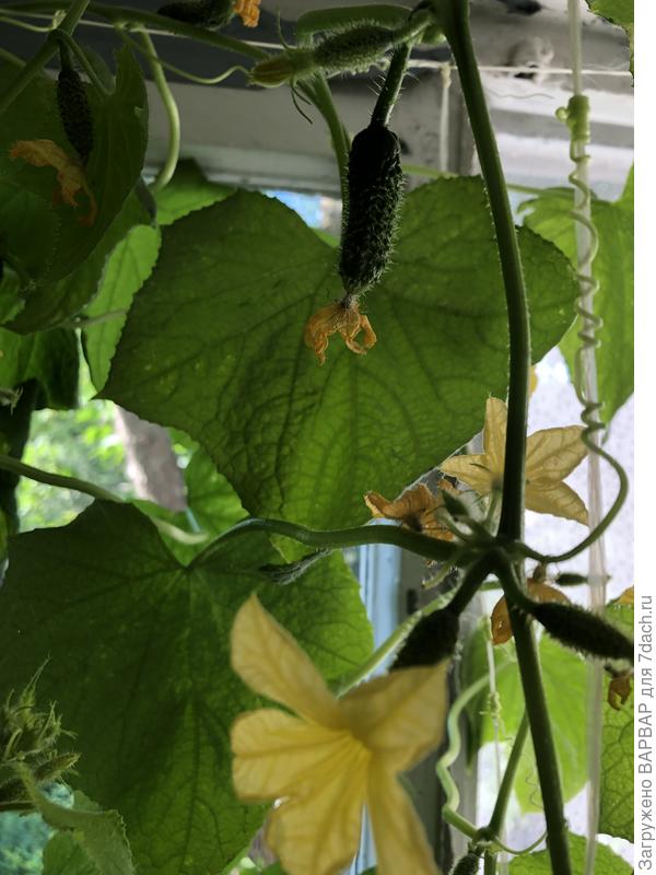 Этот как вырос, так неделю точно без изменений, хотя обильно цветут и появляются новые