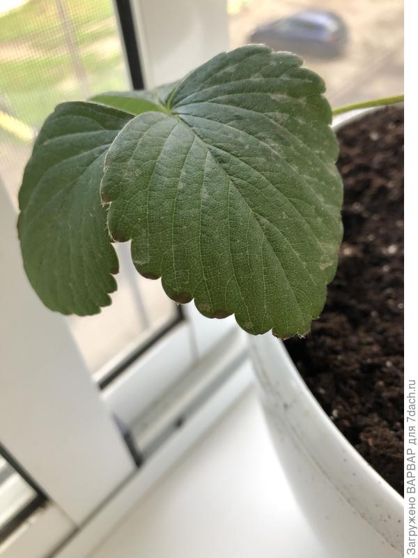 Светлые пятна это после опрыскивания HB-101