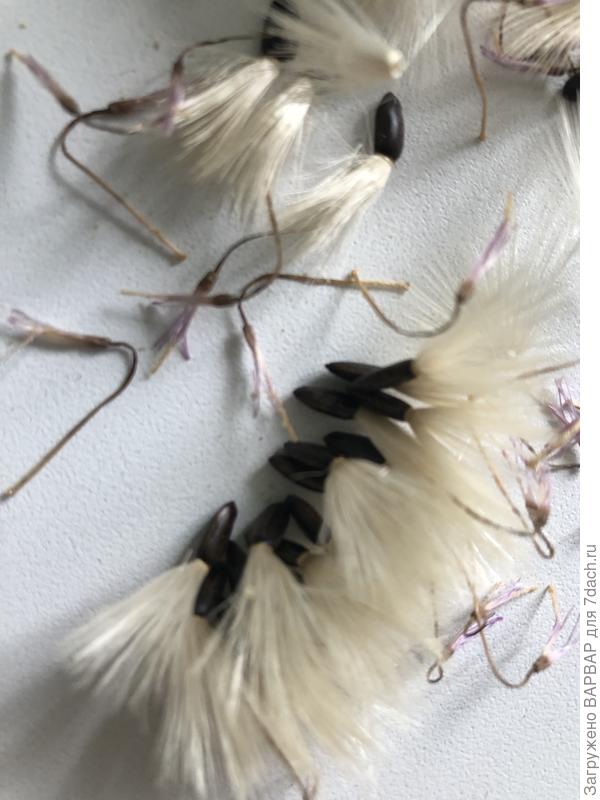 Из середины легко вылетели , по краям туговато, пусть полежит