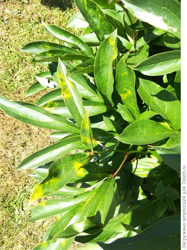 А это - пион