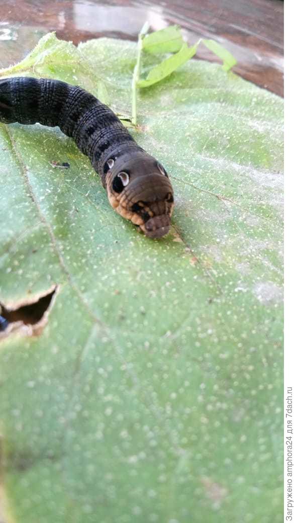 Это же  чудо