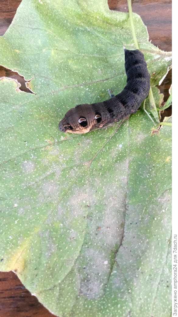 Неизвестная гусеница