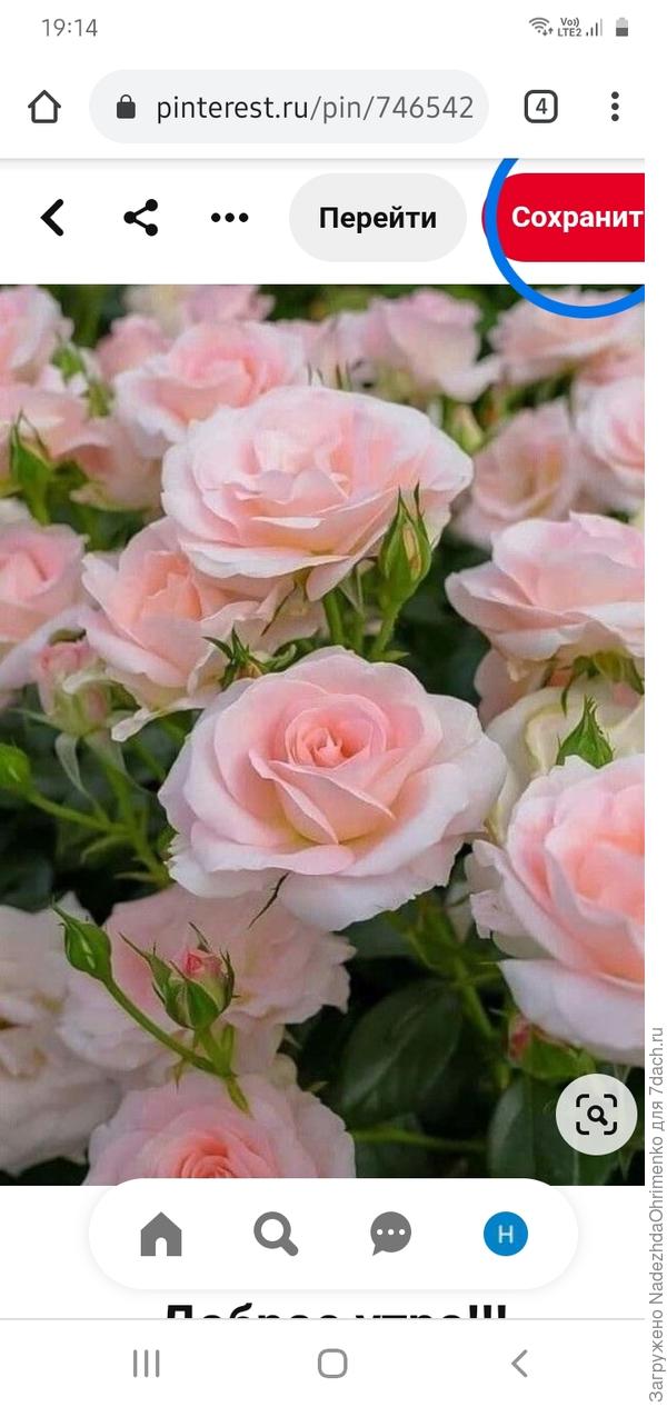 Добрый вечер Помогите опознать красотку...Очень люблю нежные цвета роз....увидела и хочу....а вот имя,не знаю.С уважением Надежда