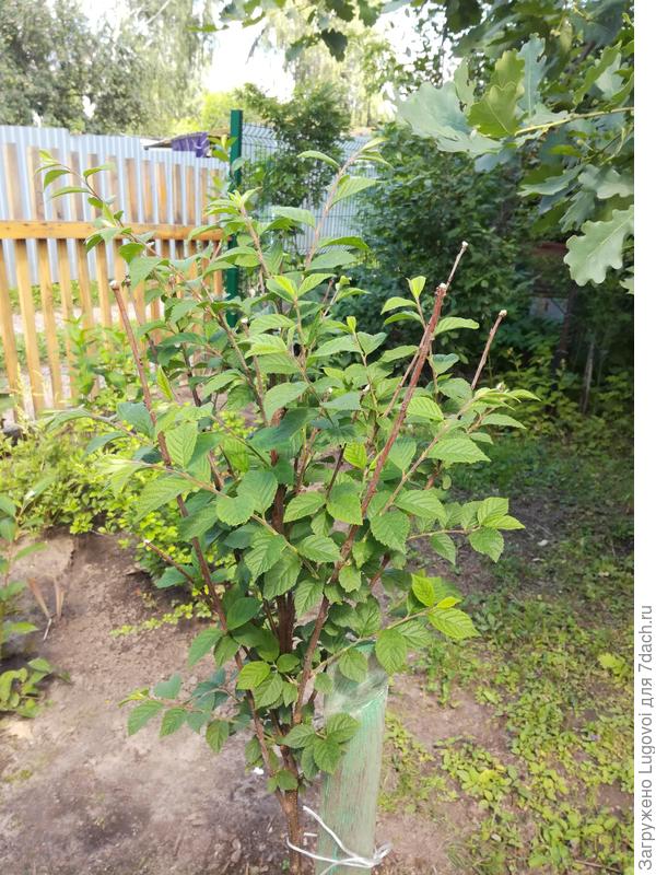 абрикос через 2 месяца