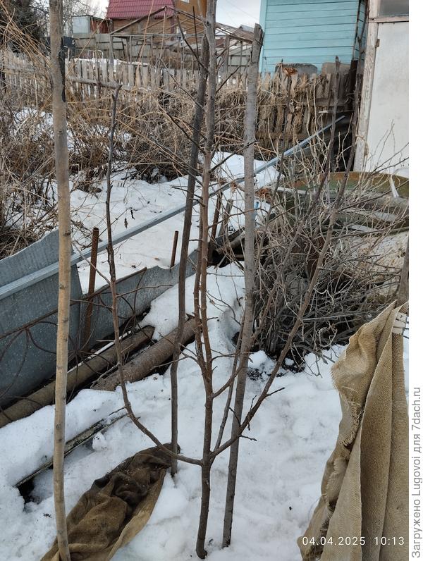 Груша Лесная красавица  5 лет, апрель 2025 г.