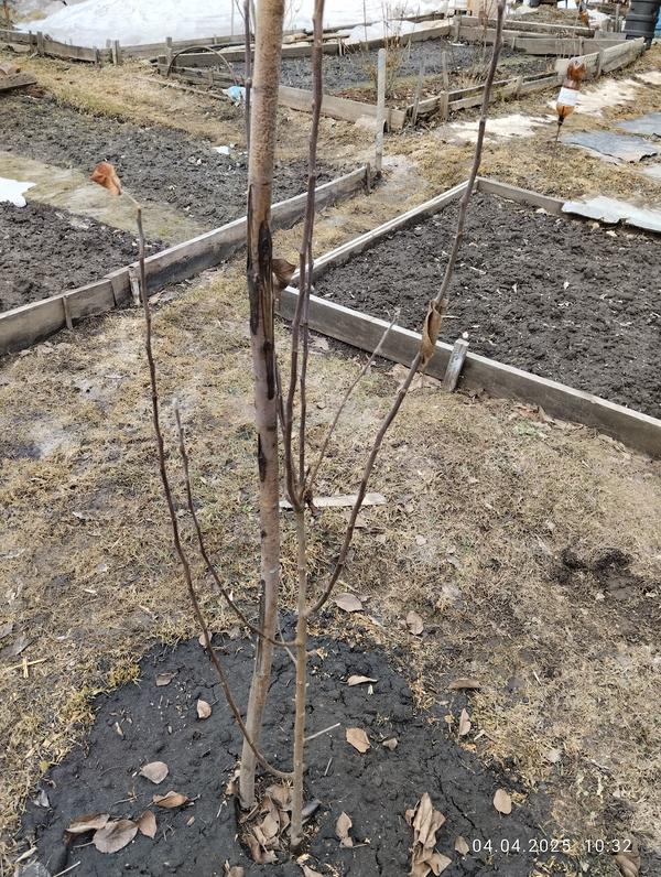 Яблоня Заветная второй год