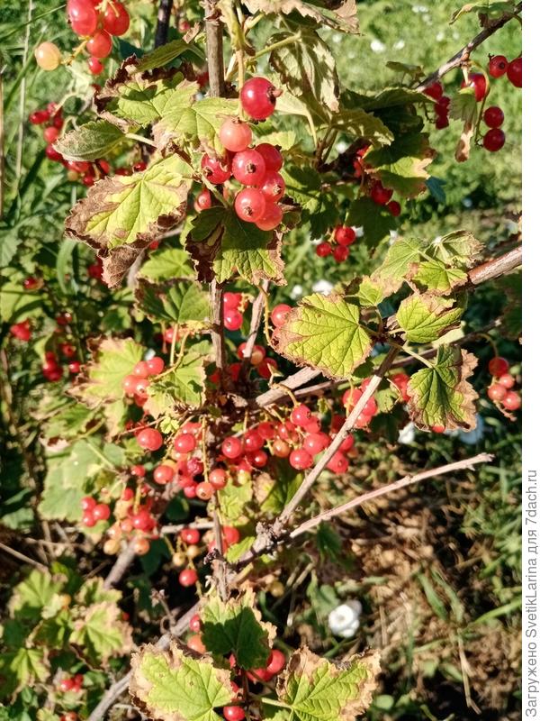 Красная смородина(фото 3 дня назад)