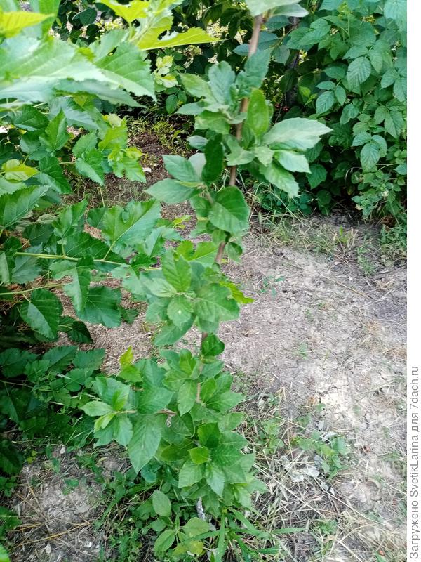 все время забываю название этого дерева))) германская мушмула ,посадила этой весной