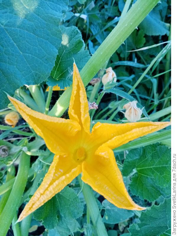 а этот еще только цветет