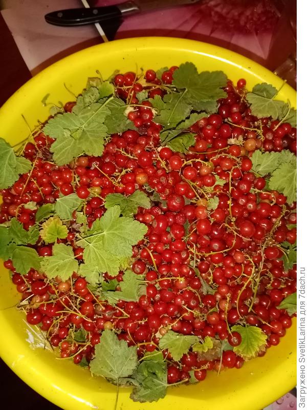 красная смородина уже собрана