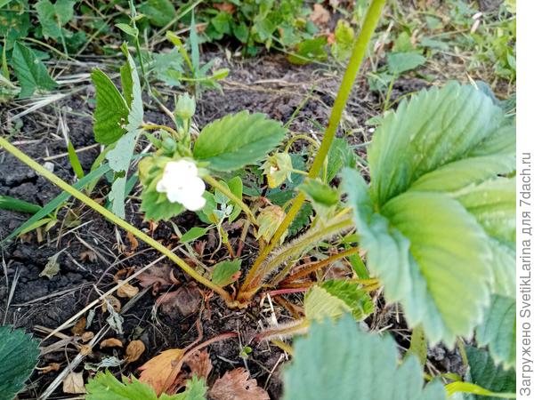 все кустики уже отплодоносили,а этот решился только сейчас