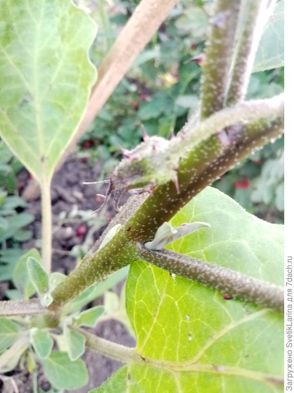 завязь баклажана и тоже с колючками