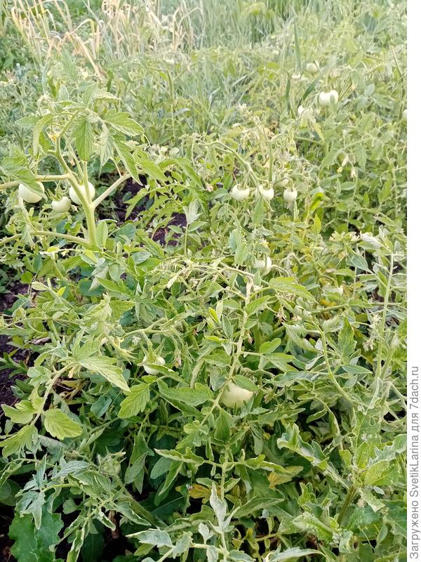 помидорки 1 участок