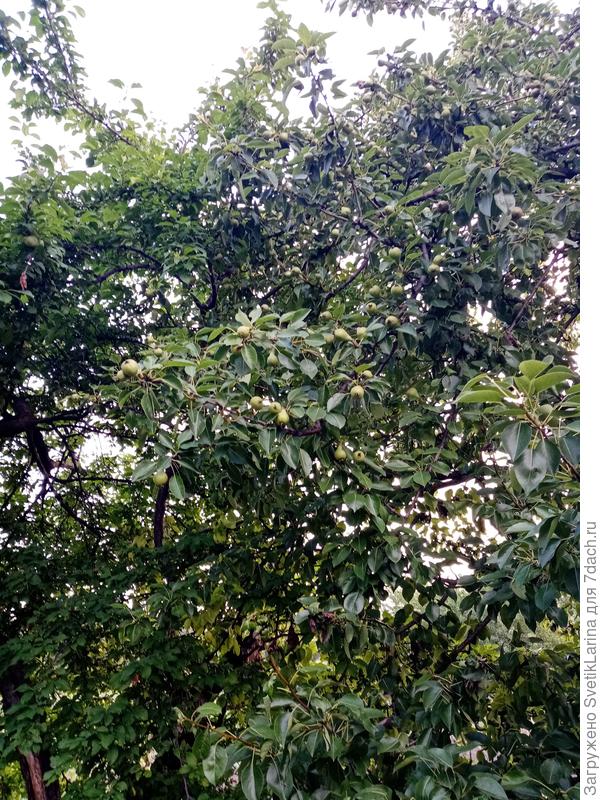 груша тоже будет урожай